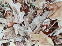 November Leaves by Susie Woodworth